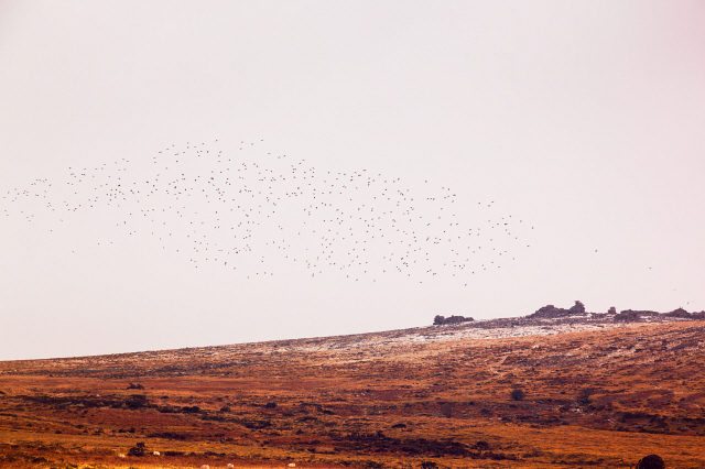 A flock of Lapwings above dartmoor in winter with light patches of snow on the ground
