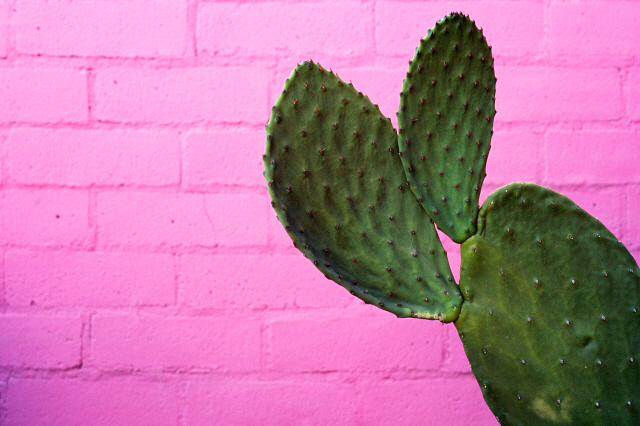 Prickly pear cactus in front of a purple wall.