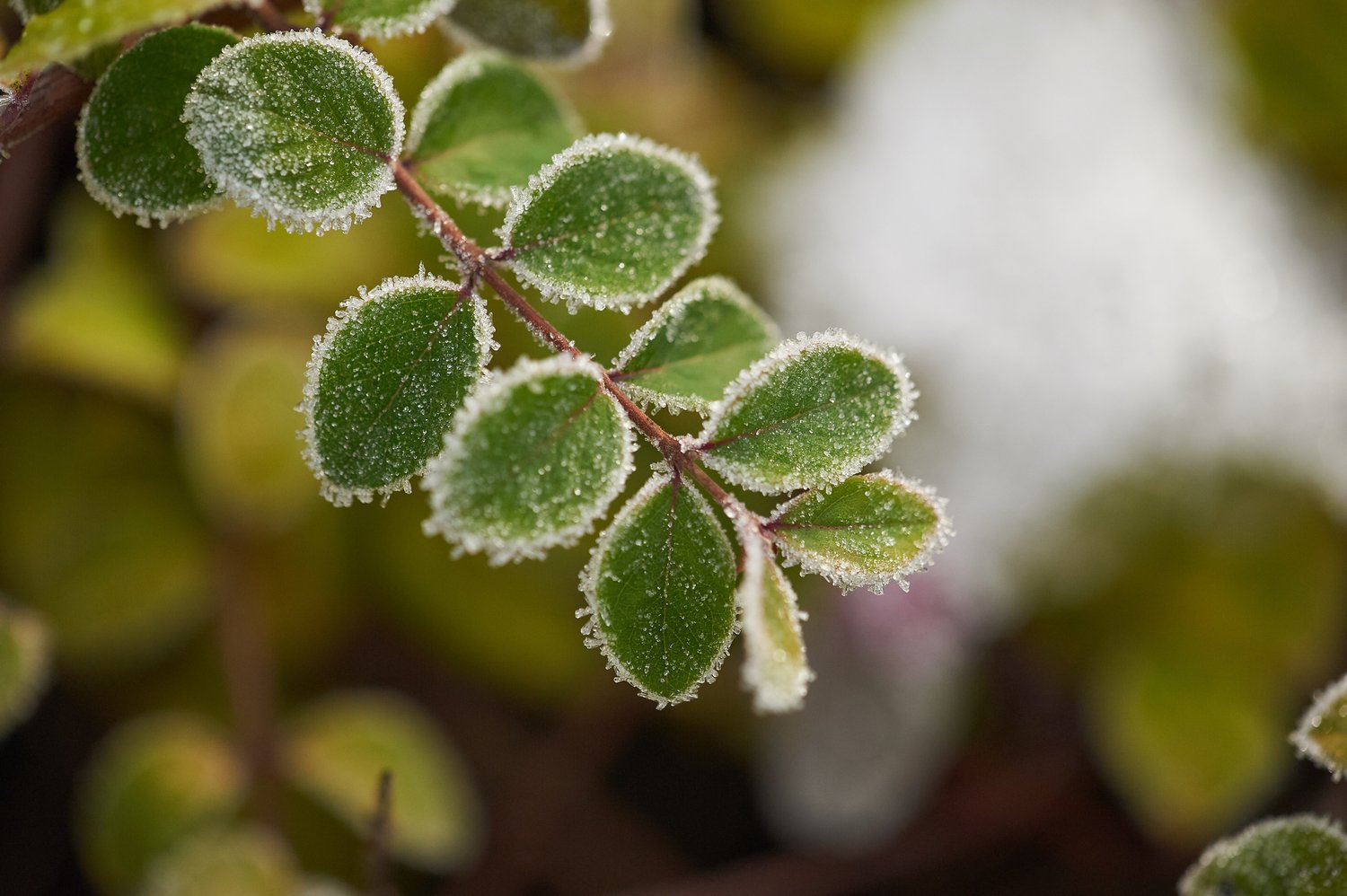 Dammann's Garden Company – When and How to Prune Your Frost-Damaged Plants