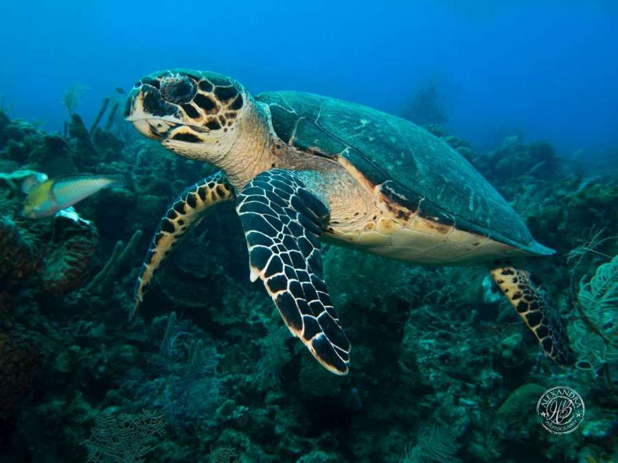  turtle with scuba diver in roatan at coconut tree divers 