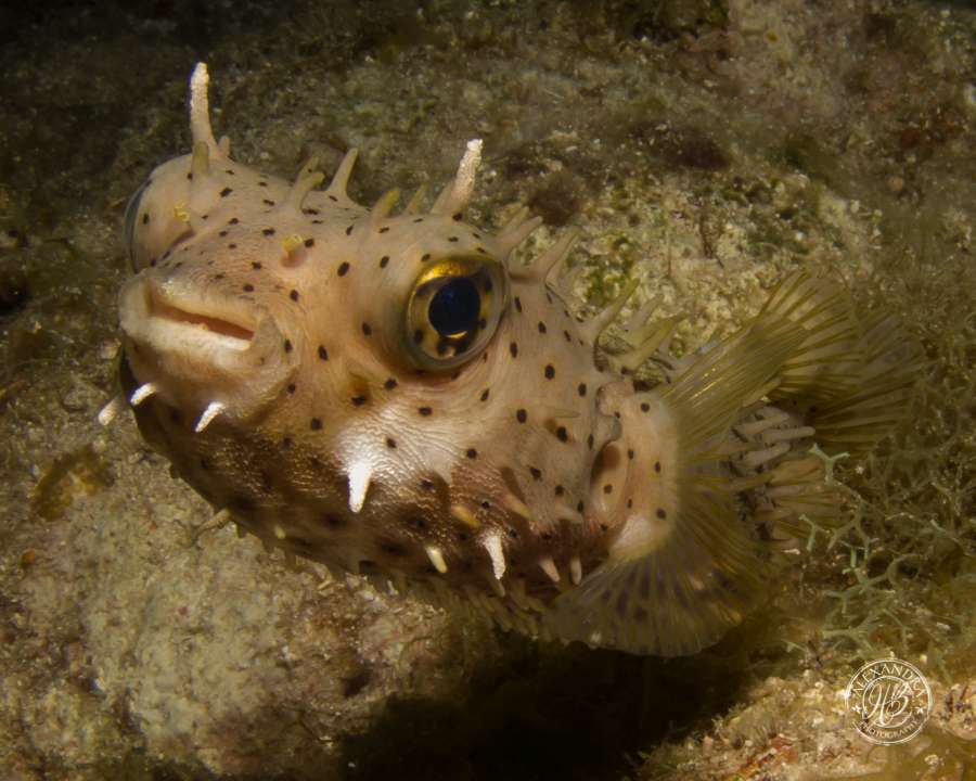  Im a burr fish that was spotted by a diver from coconut tree divers in roatan, west end 