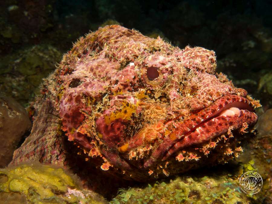  im a hidden scorpian fish that was spotted by monty graham of coconut tree divers 