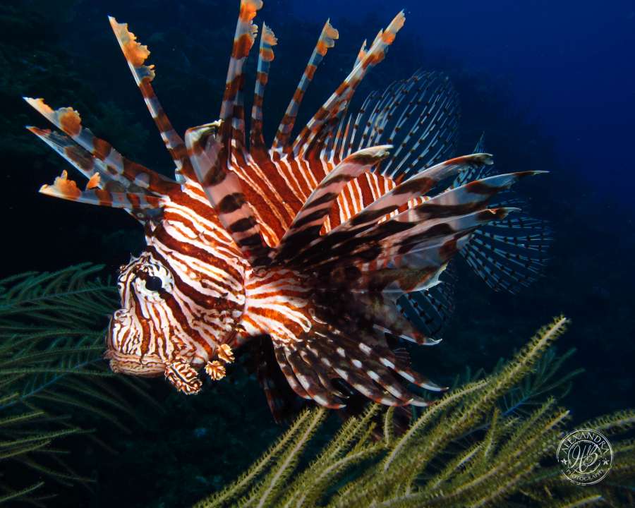  a lionfish spotted by a scuba diver diving with coconut tree divers in west end, roatan 