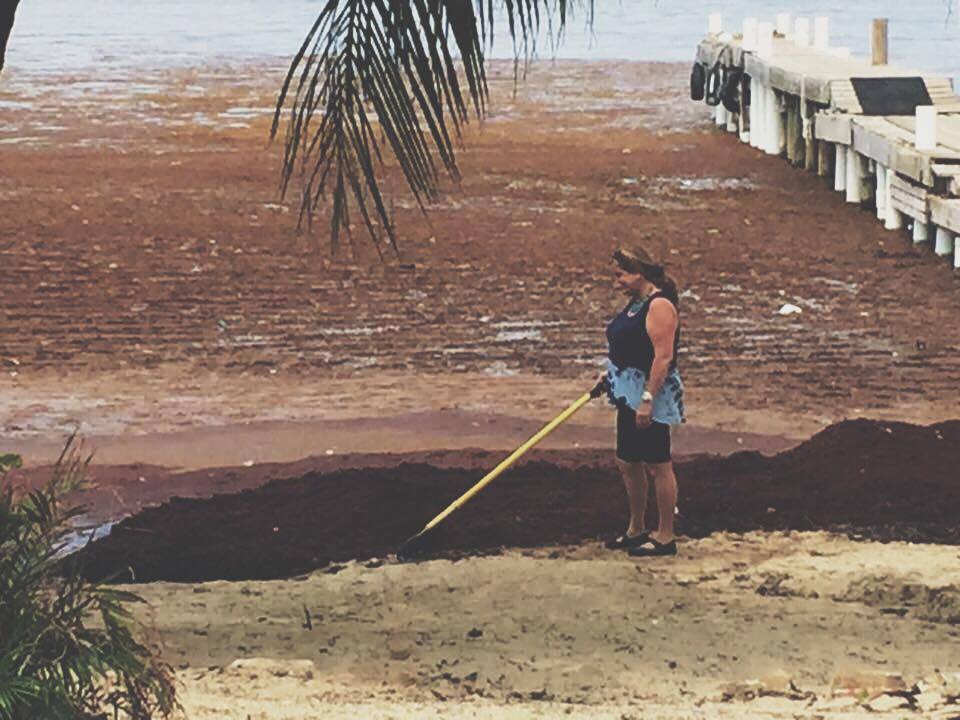  Resident Hero, Gay, raking mounds of sargassum a several years ago. Photo generously shared by Casey Pook via Facebook. 