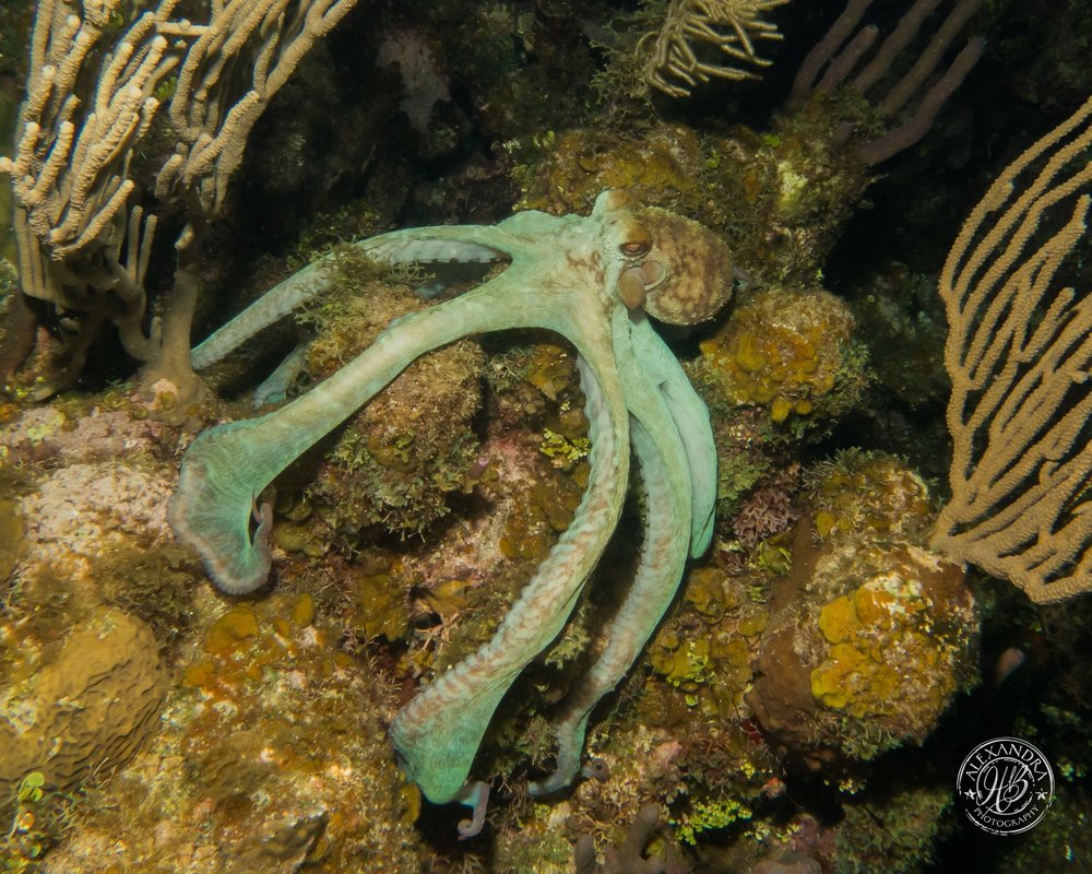  It’s common to see multiple octopuses on the reef during a night dive here on Roatan.  (Photo courtesty of Alex Harper-Graham) 