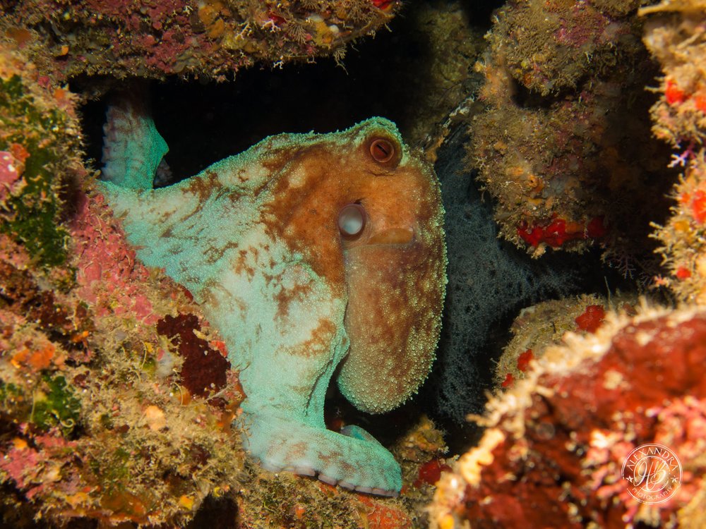  It's easy to become a sucker, observing the common octopus (Captured Alex Harper-Graham) 