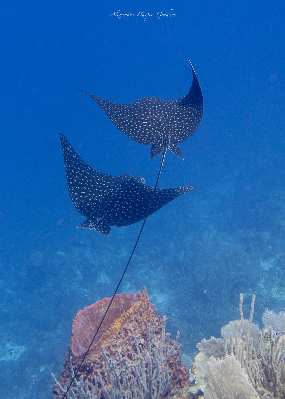  This picture isn't relevant but people like eagle rays 