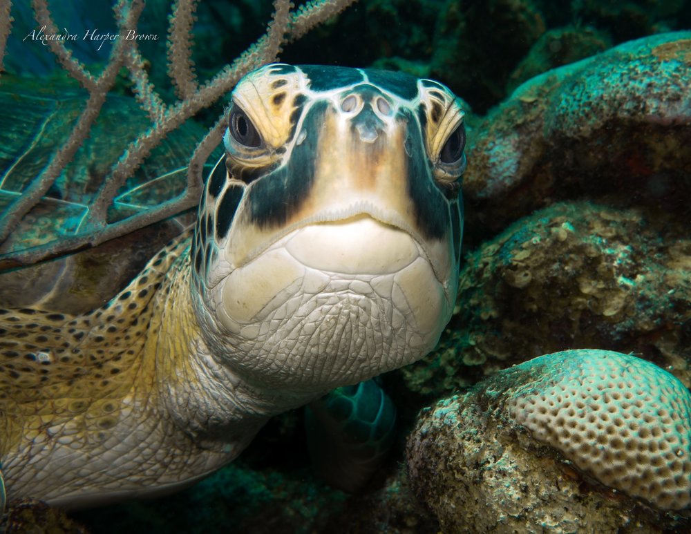  This is our judgement turtle. He is judging you 