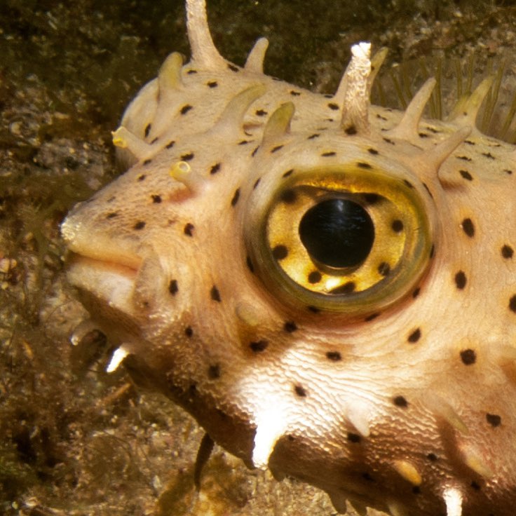  This is our judgemental burrfish, they aren’t always judgemental like turtles are but, that final scene really did his head in. 