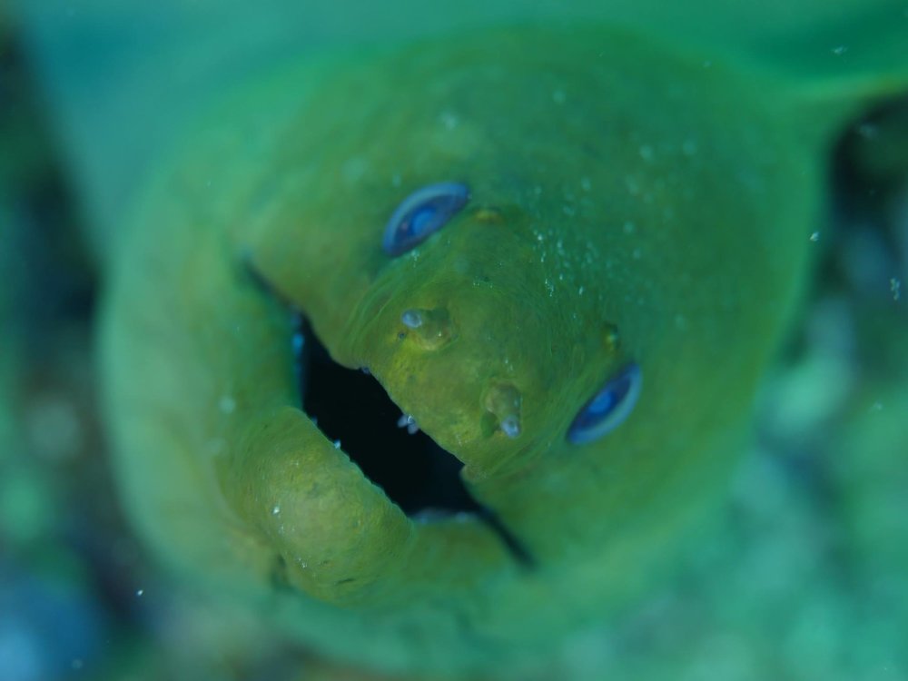  Look at that talent, Jerry made a Moray Eel look cute! 