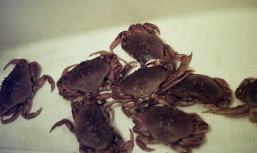 Crabs_1
