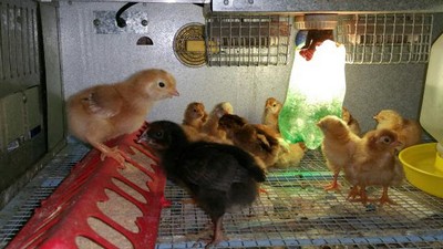 rachelvonfleck-reelcamogirl-chickens-brooder