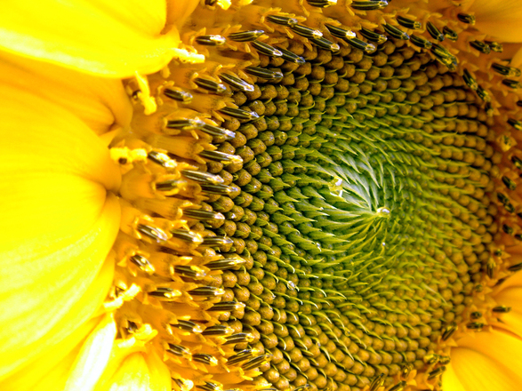 sunflower-1258963
