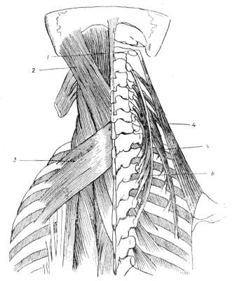 fig-70-deep-muscles-of-the-upper-part-of-the-back