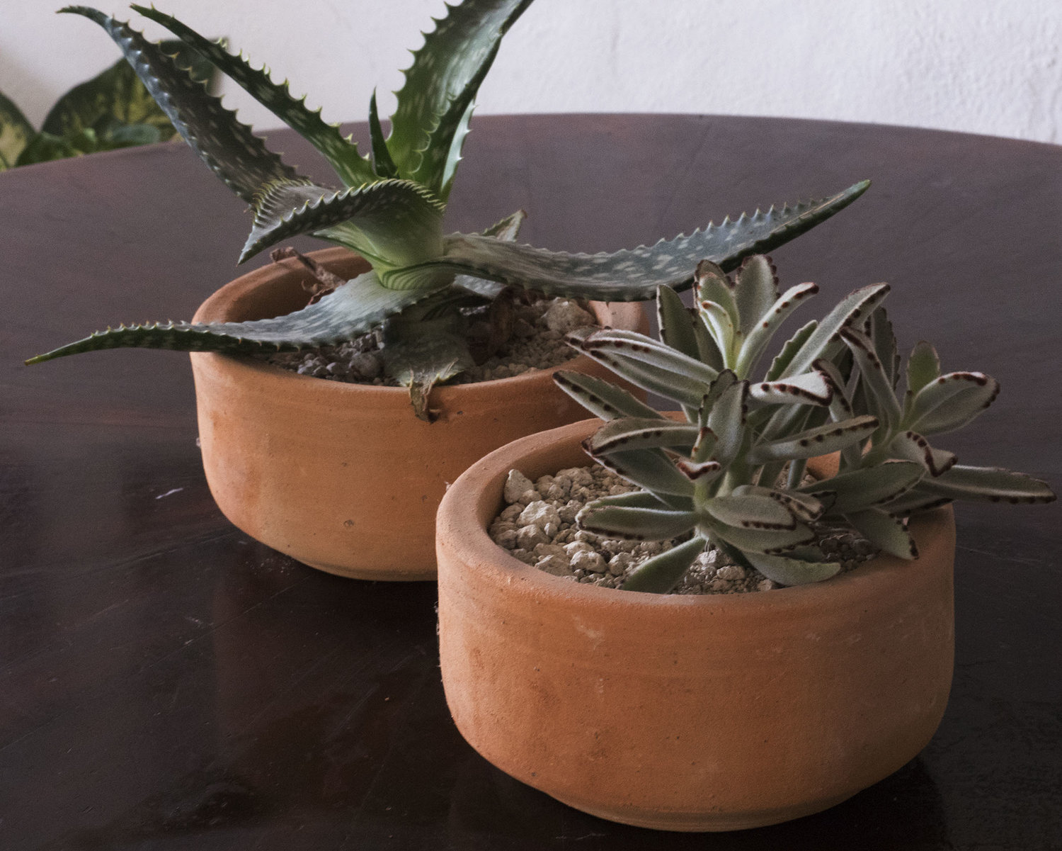 Cacti in terracotta pot