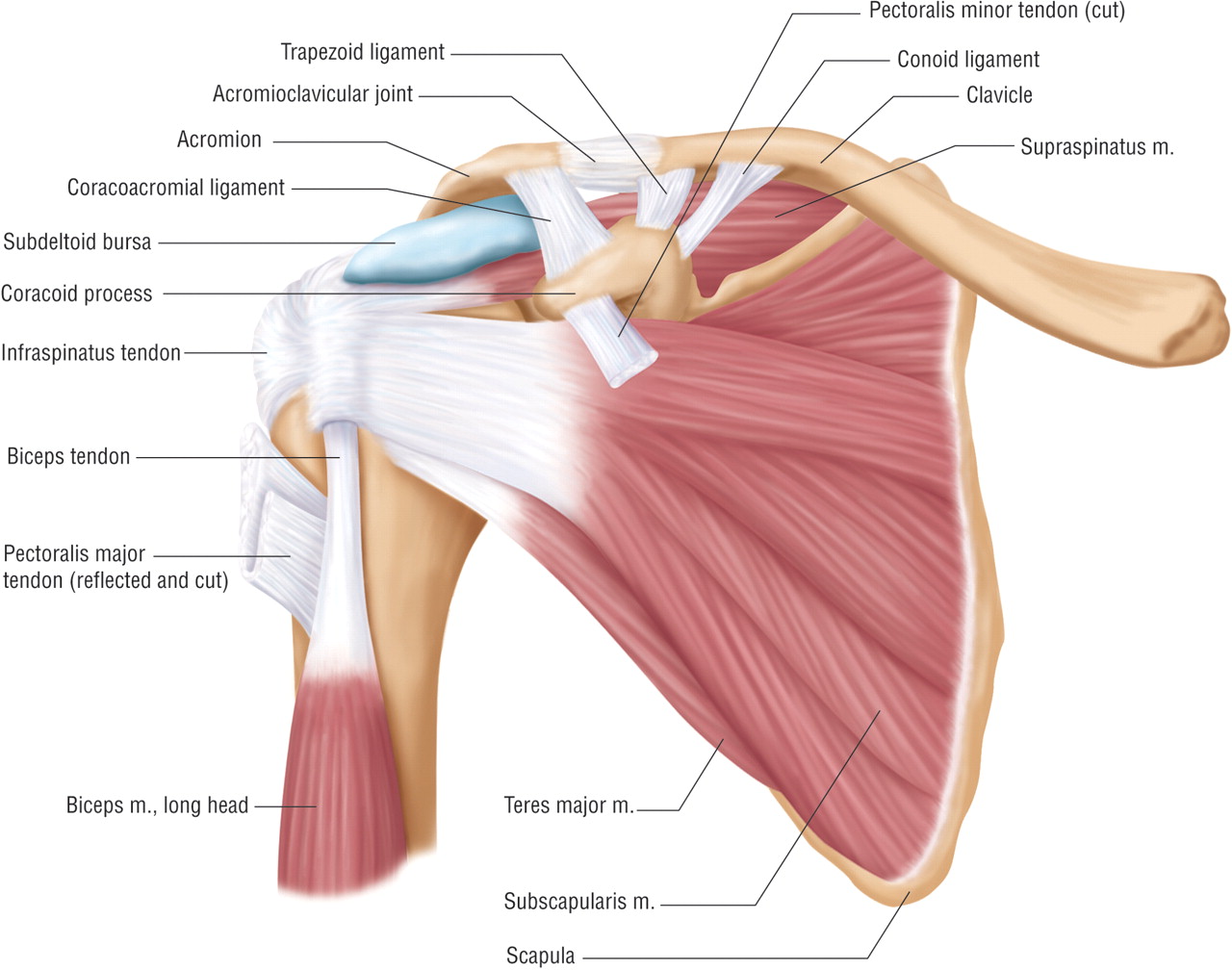 Shoulder Girdle - Assignment Point