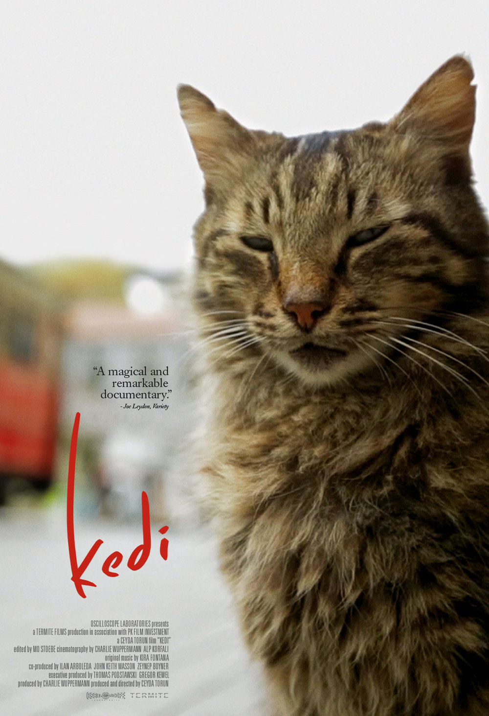 Image result for kedi