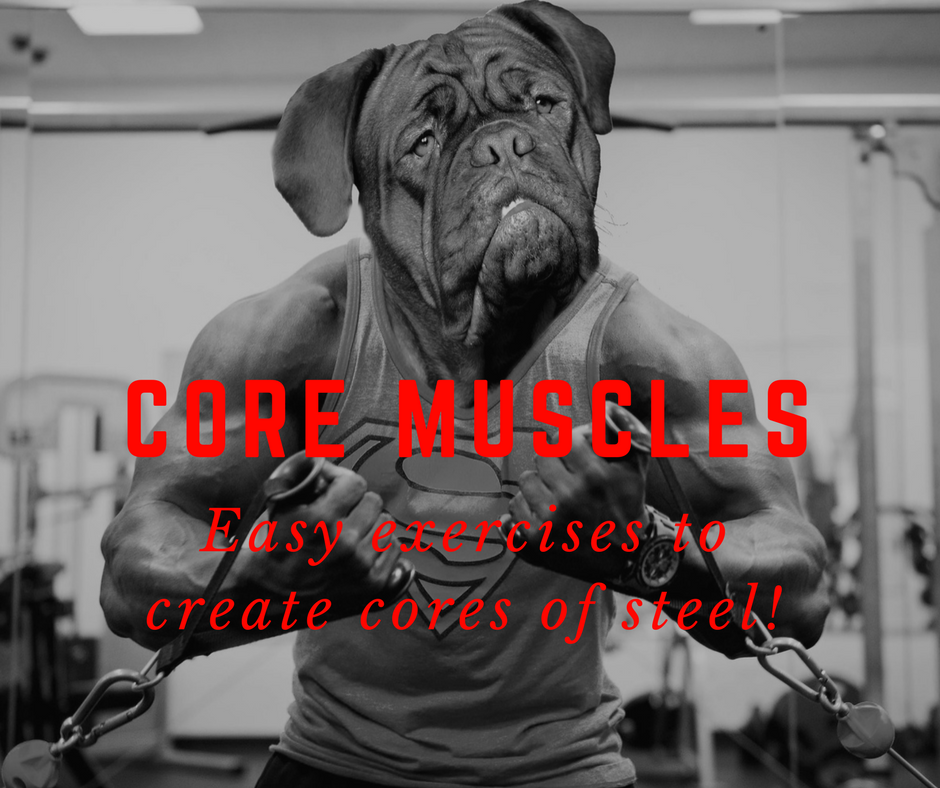 Strengthen your dog's core muscles! — CANINE WORKS 