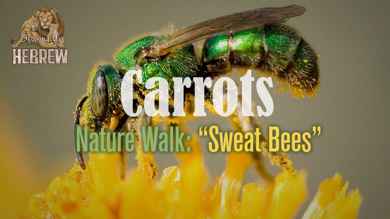 Nature Walk: Sweat Bees Kingdom Preppers
