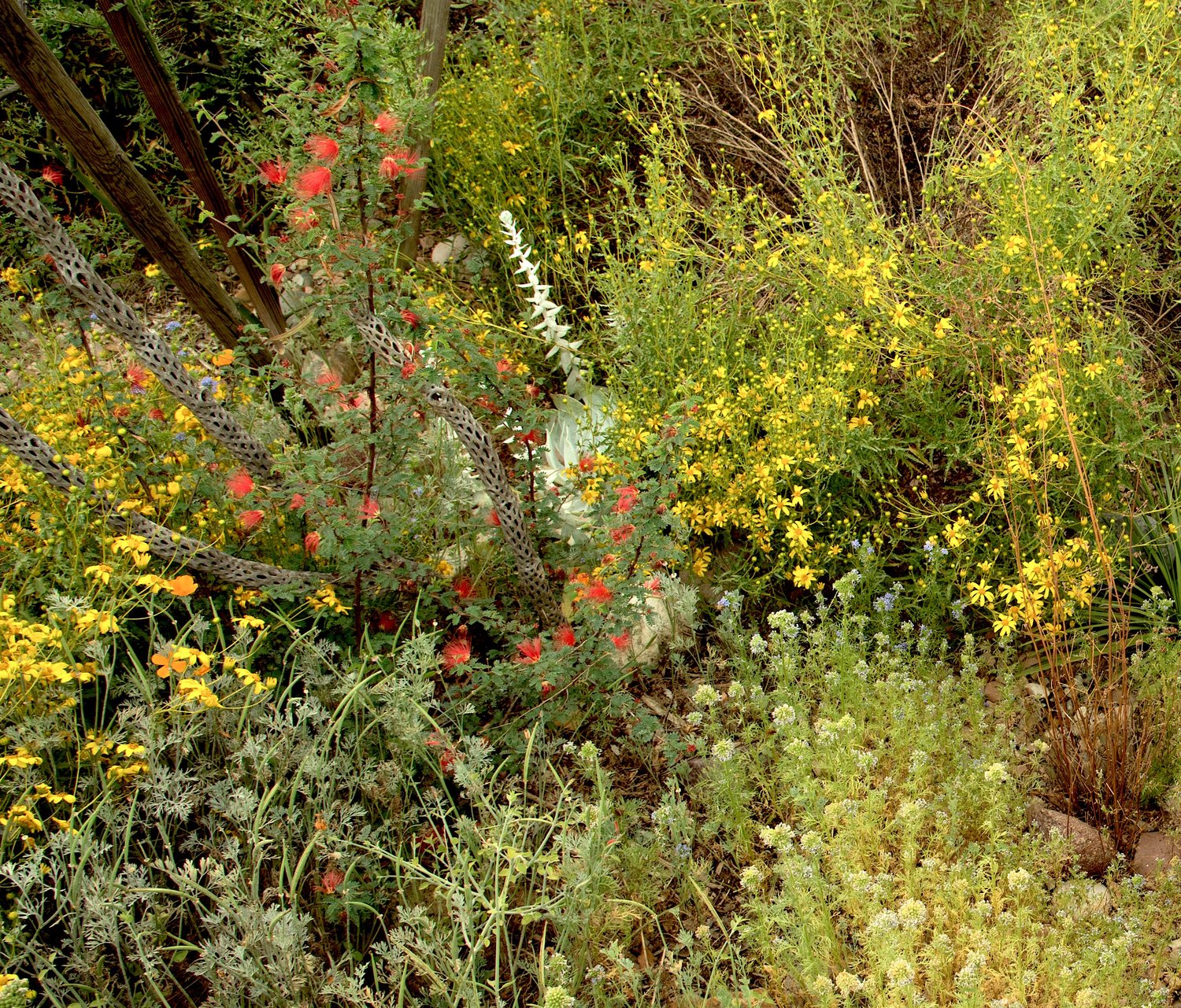 Installation Of California Native Plants And Notes On Pollinators
