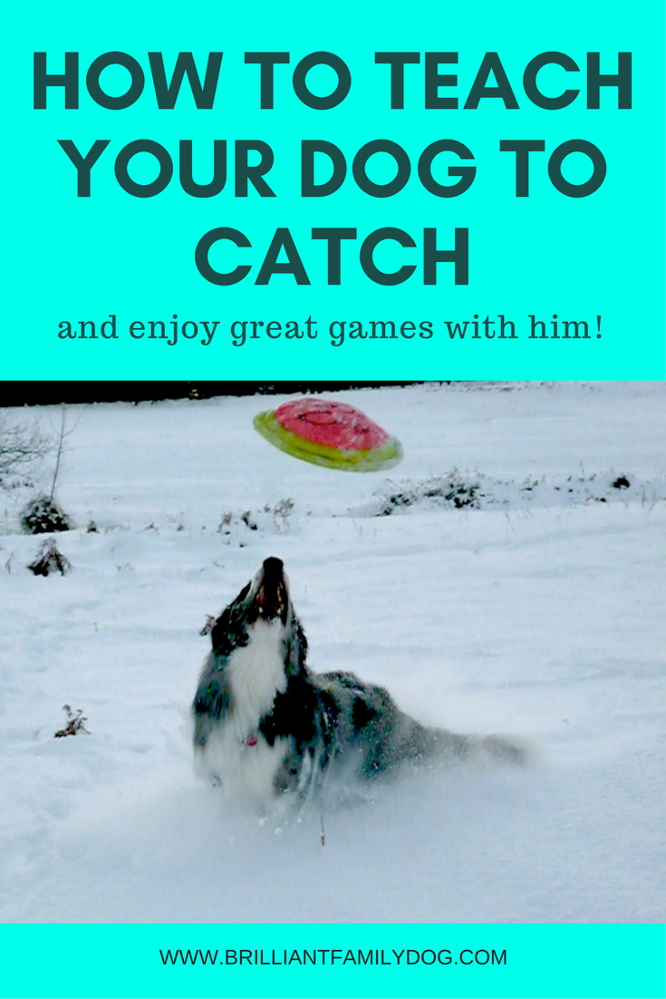 How to teach your dog to catch! — Brilliant Family Dog