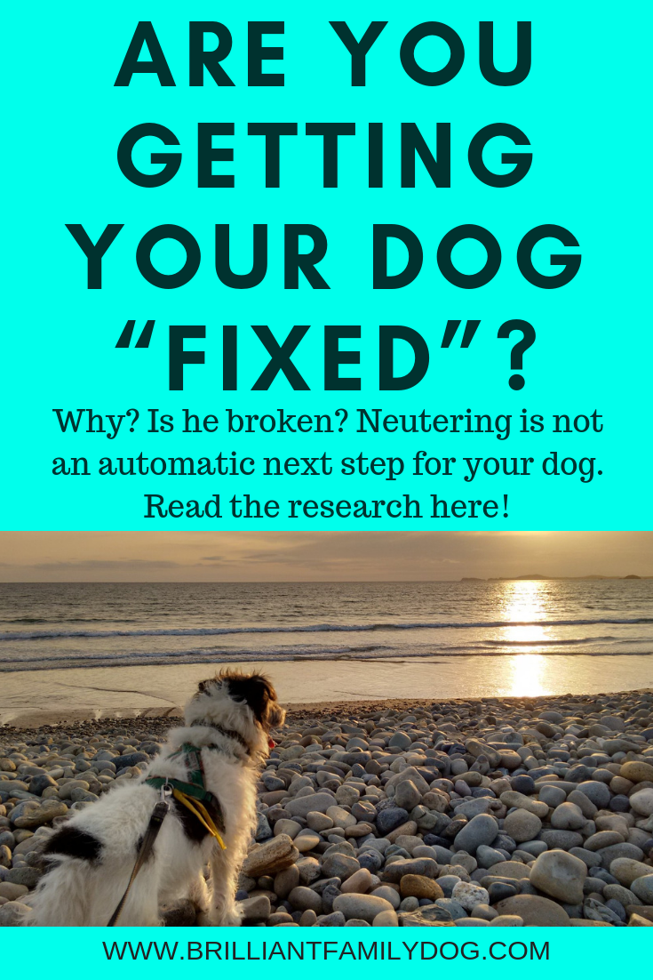 places to get your dog fixed