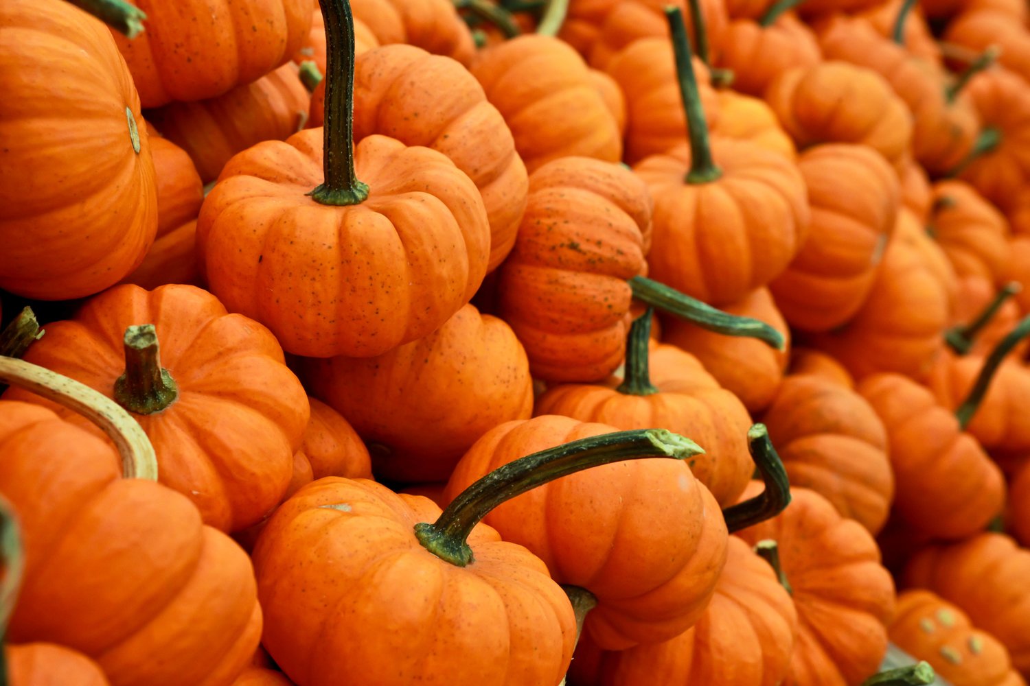 Image result for orange and teal pumpkin