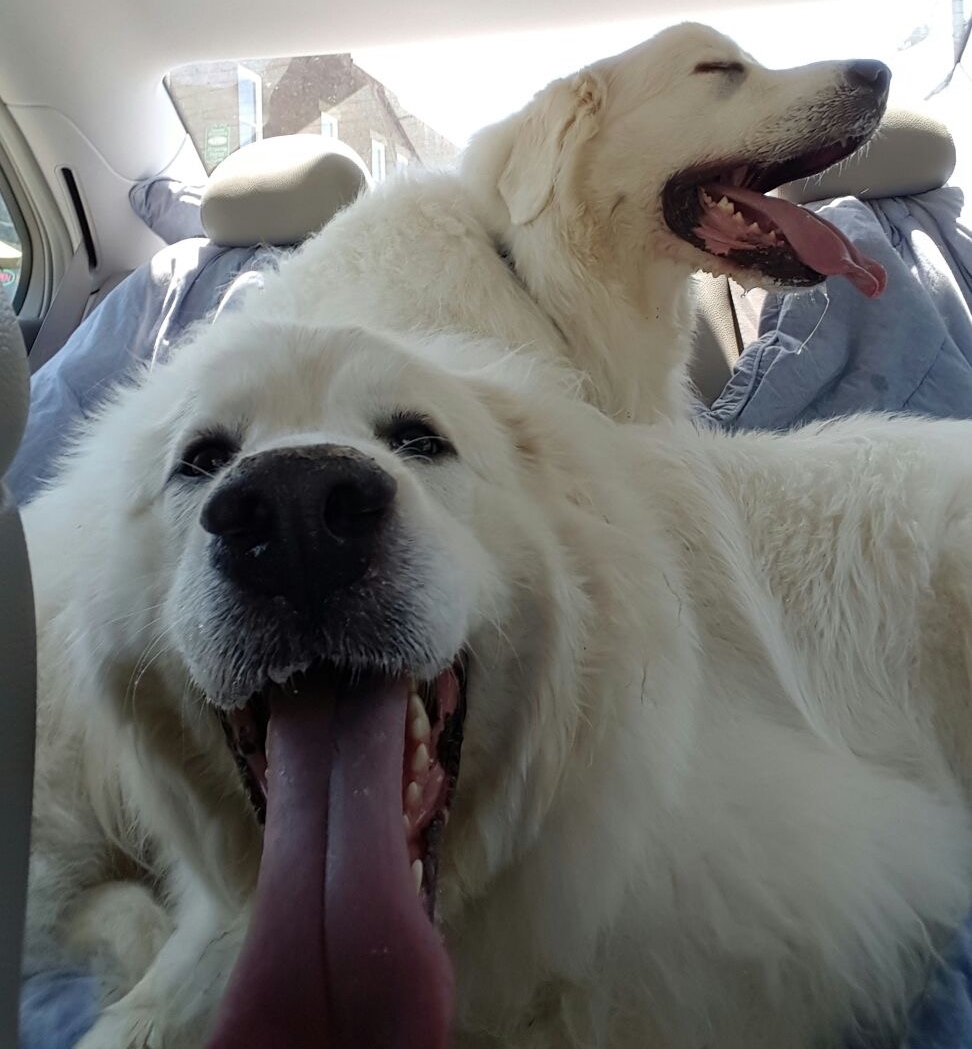 Life With A Great Pyrenees During The Summer