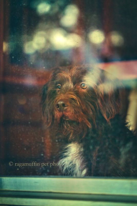 Photo of Dog in Window in Melbourne