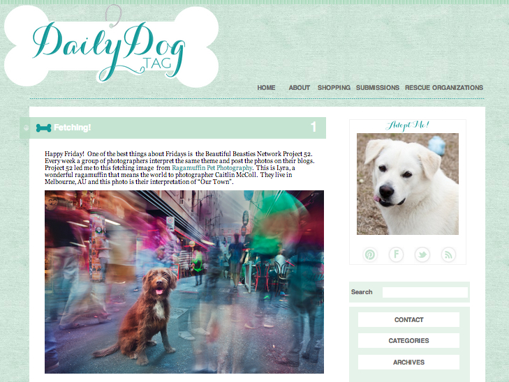 Dog Photographer in Australia featured on the Daily Dog Tag