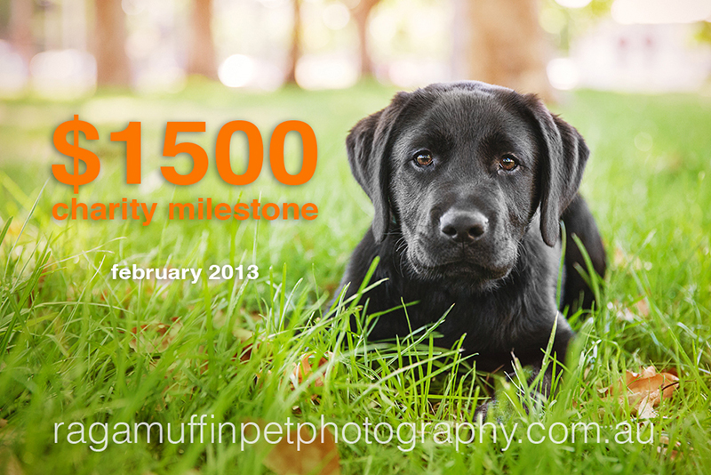 Melbourne Pet Photographer Fundraiser