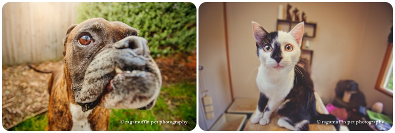 Using a wide angle lens to exaggerate perspective in pet photography 