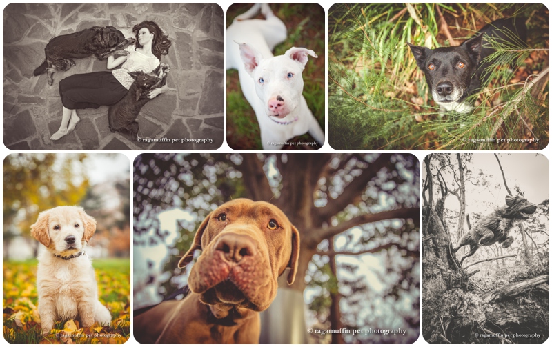 Experiment with angles in your pet photography