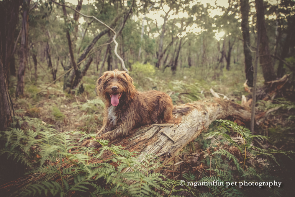 Countrywide Cottages and Ragamuffin Pet Photography