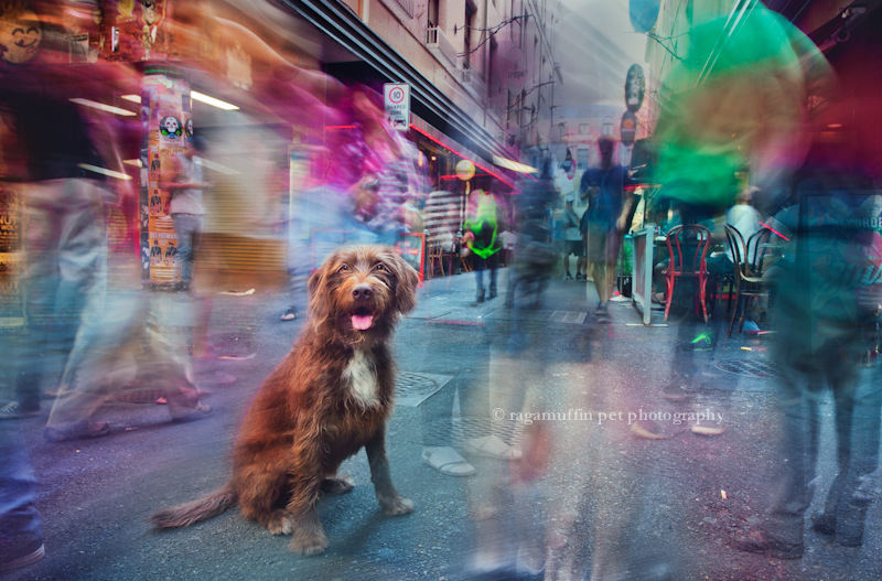 Dog in Melbourne, by Ragamuffin Pet Photography