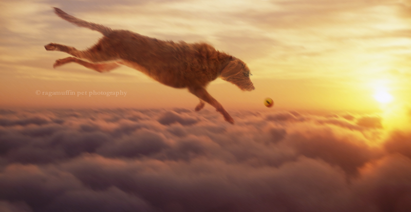 Dog Flying in Sky