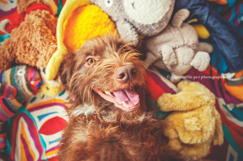 Happy Dog by Melbourne Pet Photographer