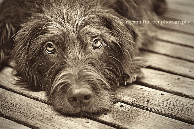 Melbourne Pet Photography - Photo of Dog Lying Down