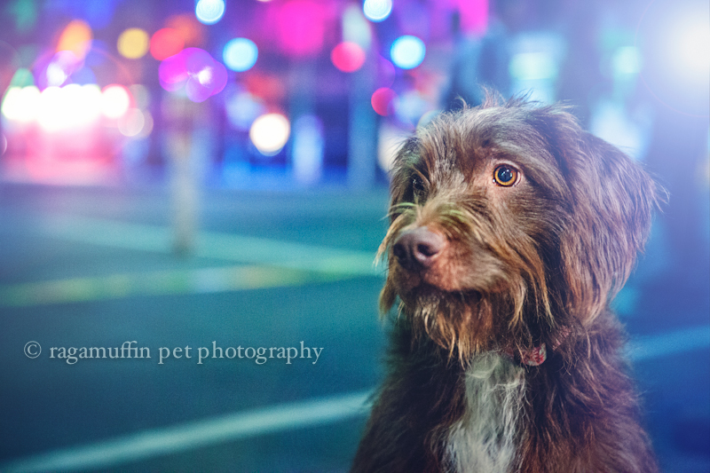Melbourne Pet Photography - Dog in the City