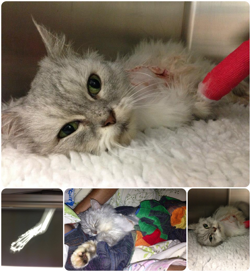 rescued cat amputated leg