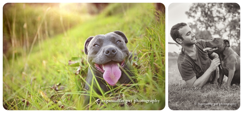 Professional Dog Photographer, Caitlin McColl of Ragamuffin Pet Photography photographs an adorable grey Staffy Puppy in Melbourne as a surprise gift for his Mum. Dog Photography - Grey Staffy in Melbourne