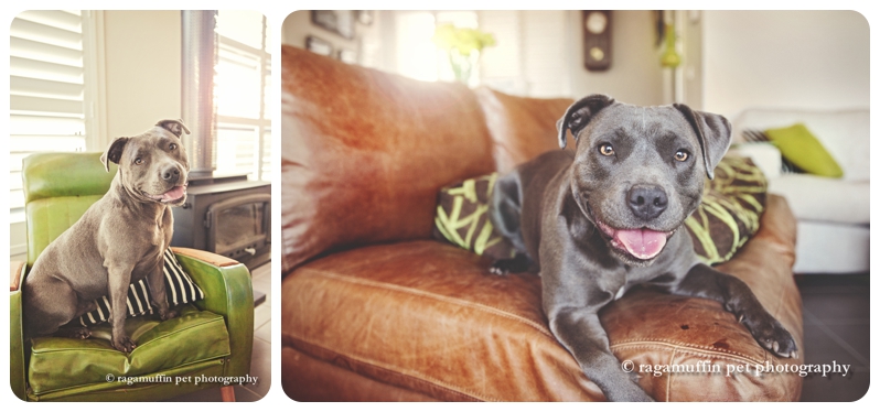 Professional Dog Photographer - Staffy Puppy in Melbourne
