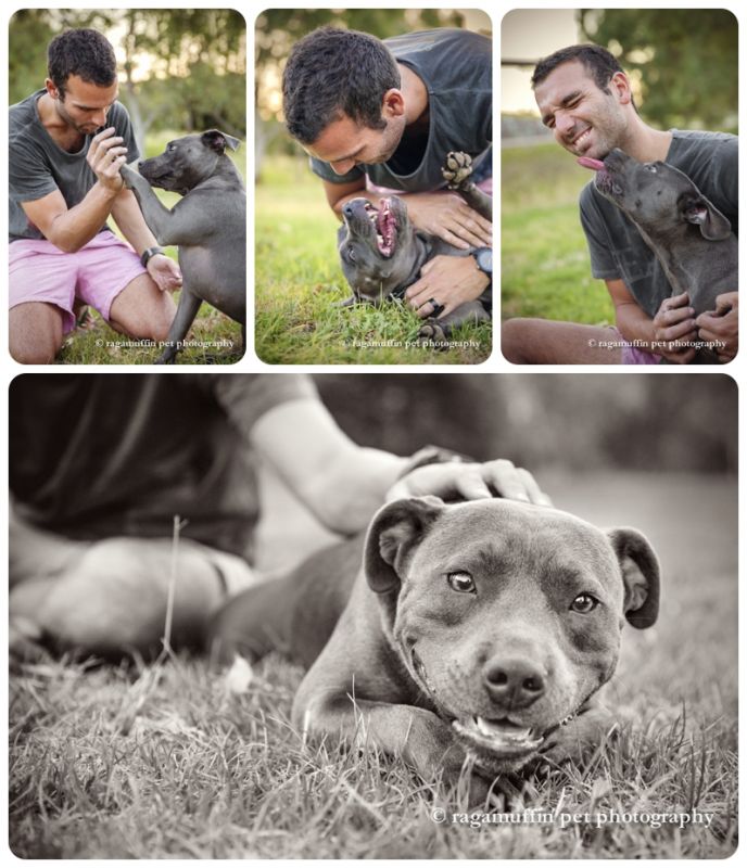 Dog Photography - Grey Staffy in Melbourne