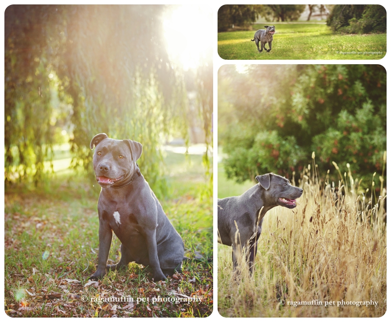 Professional Dog Photographer, Caitlin McColl of Ragamuffin Pet Photography photographs an adorable grey Staffy Puppy in Melbourne as a surprise gift for his Mum. Dog Photography - Grey Staffy in Melbourne