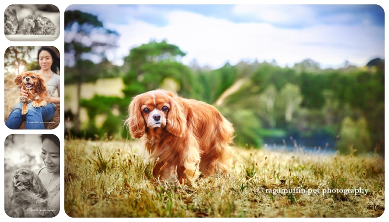 Cavalier King Charles Spaniel by Ragamuffin Pet Photography Templestowe