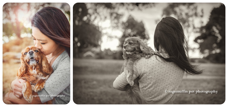 Cavalier King Charles Spaniel in the arms of his owner in Melbourne
