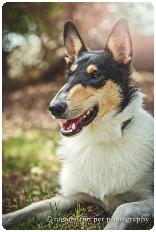 Melbourne dog photography of a smooth collie