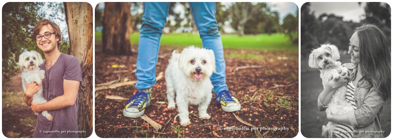 Alfie the Maltese dog photographed with his owners