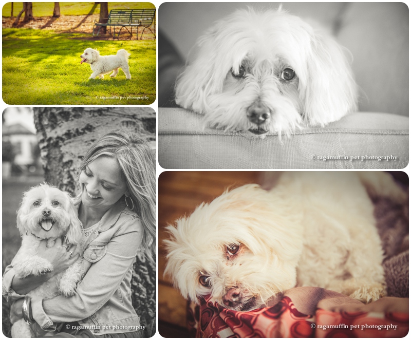 Hamish, the Maltese x Bichon, photographed by Ragamuffin Pet Photography in Melbourne