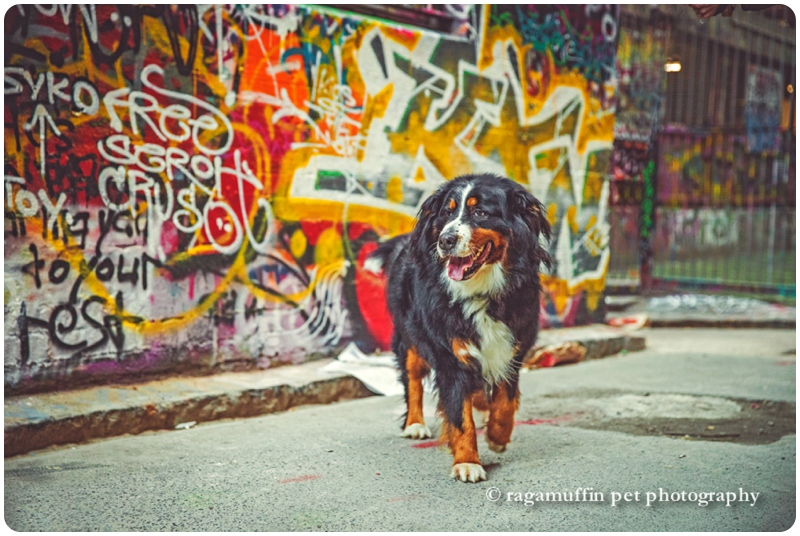 Dog Photography with Melbourne Graffiti